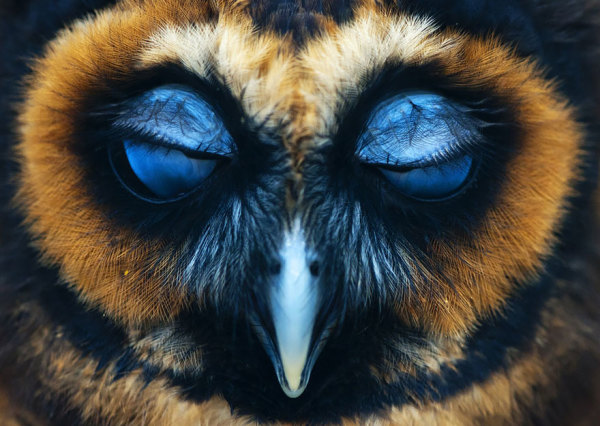 23 Majestic Photographs Of Wise Looking Owls