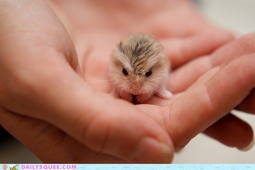 cute small animals