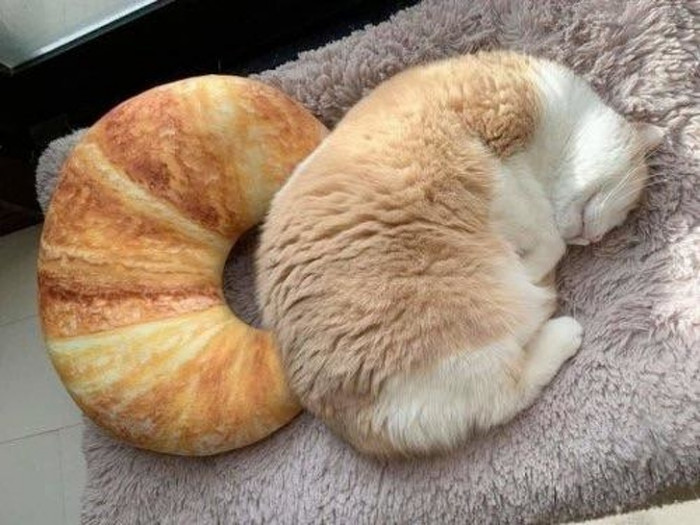 13 Cats cosplaying as food that are plain adorable and sweet