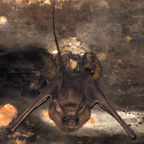 Bat Species