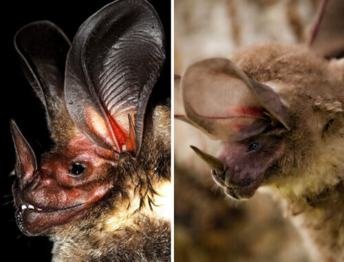 Bat Species