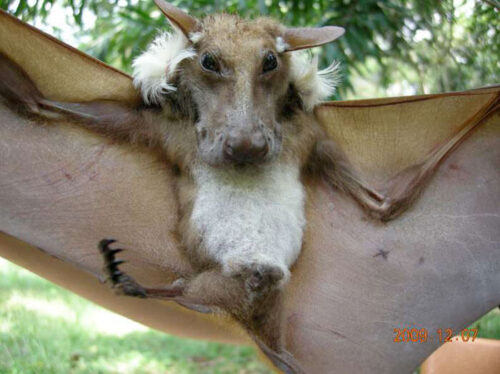 bat species 