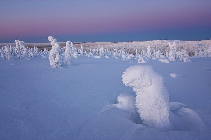 frozen trees 