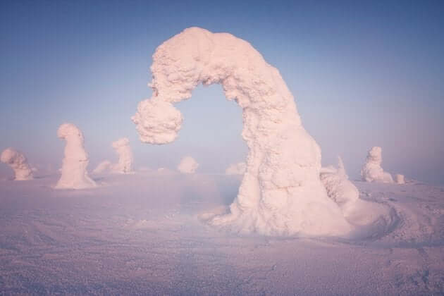 frozen trees pics