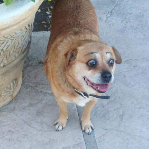 Dogs with Eyebrows 