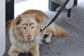 Dogs with Eyebrows 