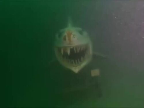 Underwater Statue of a Shark