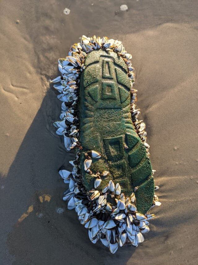 things you find on the beach