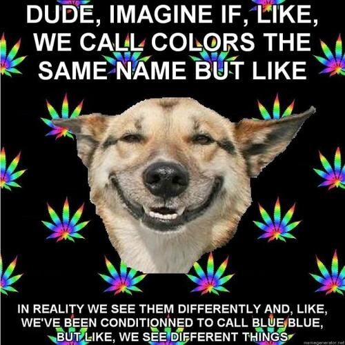 High Dog Memes