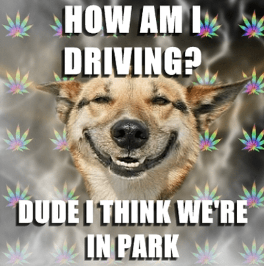 High Dog Memes