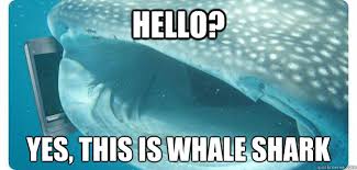 shark memes