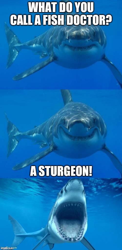 shark memes