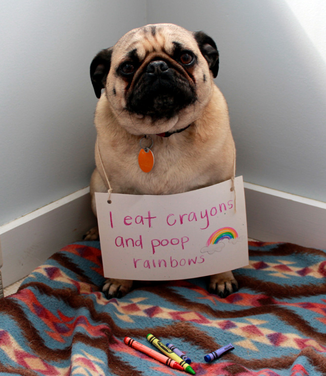 These 18 Guilty Pugs Have Hilarious Confessions to Make
