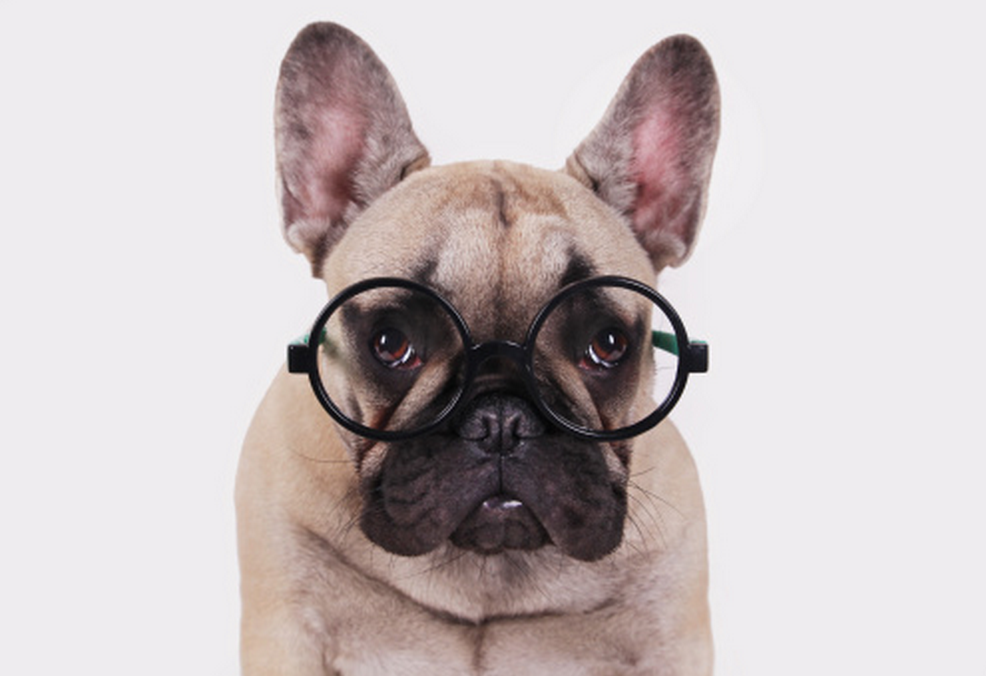 Bull dog with glasses on