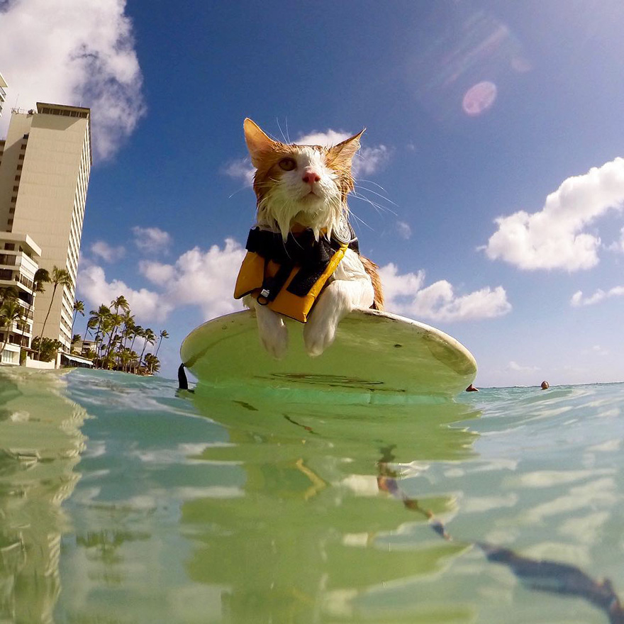 Partially Blind Cat Enjoys Nothing More than Surfing Hawaii's Waves