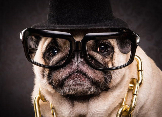 Funny Portraits Show Pugs Dressed as 80's and 90's Hip-Hop Artists