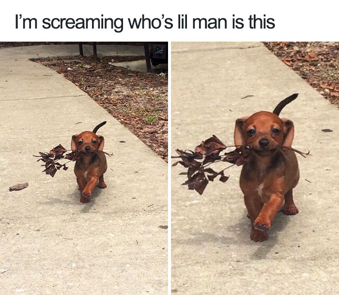 27 Ridiculously Happy Dog Memes to Brighten Your Day