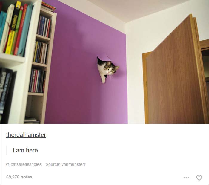 20 Cat Posts On Tumblr That Are Impossible Not To Laugh At