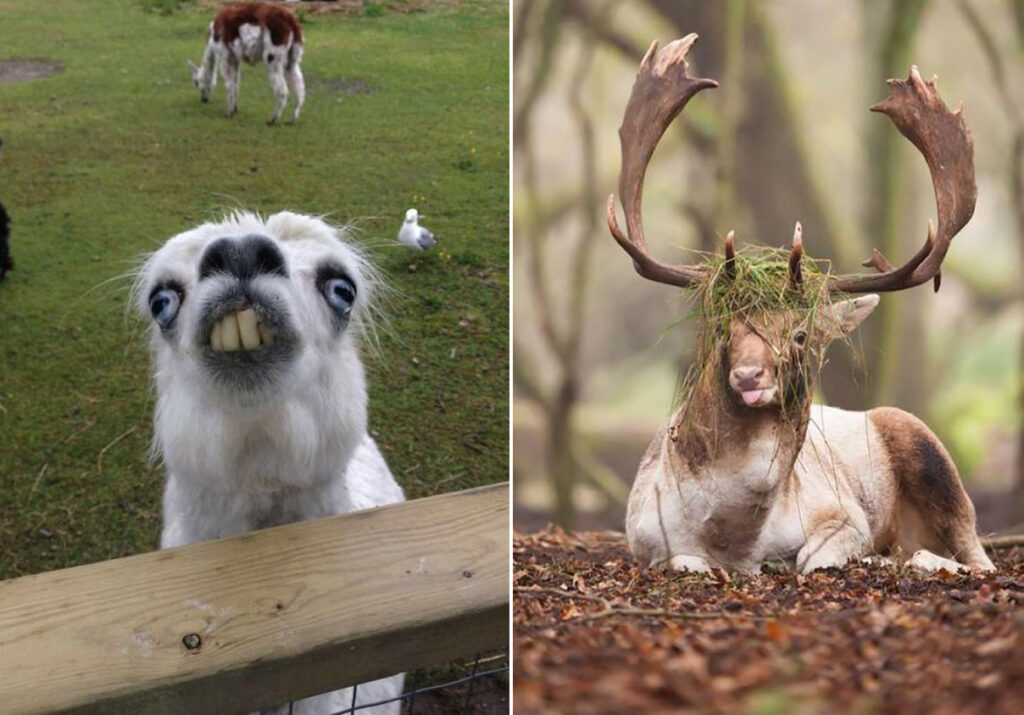 17 Hilariously Unphotogenic Animals You'll Probably Feel Bad for ...