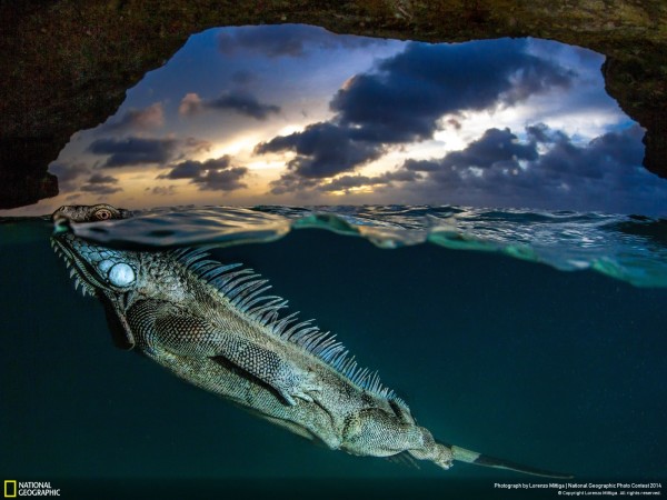 20 Incredible Photographs Of Nature From The 2014 National Geographic ...