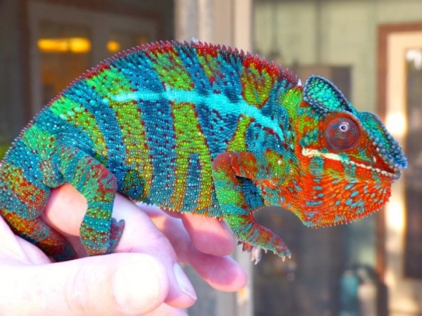28 Of The Most Colourful Animals in the World