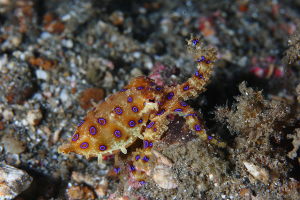 amazing underwater creatures 