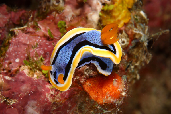 amazing underwater creatures 