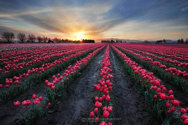15 Amazingly Colorful Spring Flower Fields Around The World