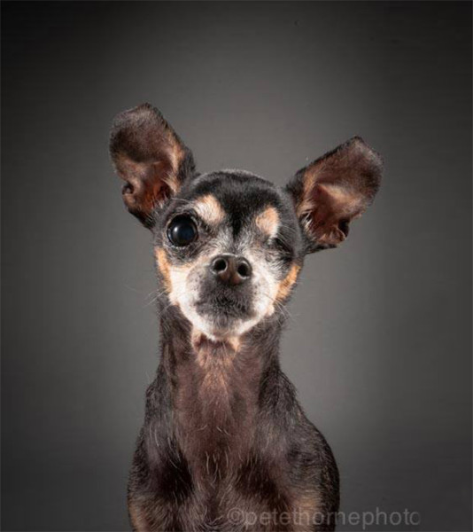 Adorable Photo Series About Really Old Dogs