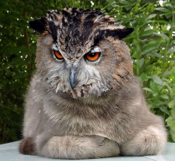 Meowls Are The CatOwl Cross Breed That We've Been Missing BlazePress