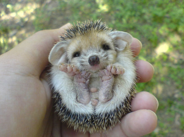 29 Adorable Tiny Animals That Will Fit In The Palm Of Your Hand
