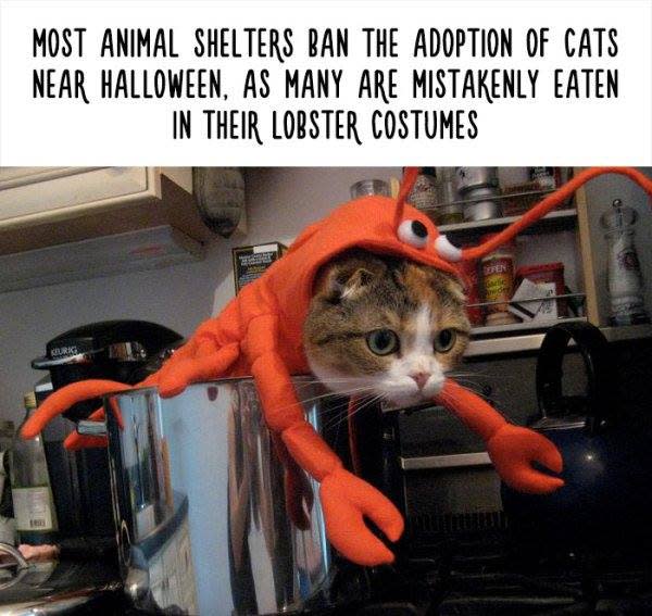 27 Totally Useless Animal Facts That Will Make You Laugh ...