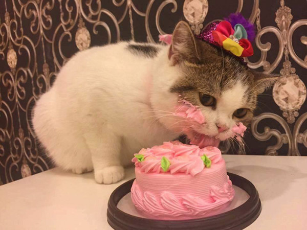 This Cat Eating a Birthday Cake Is Everything You Need in Life