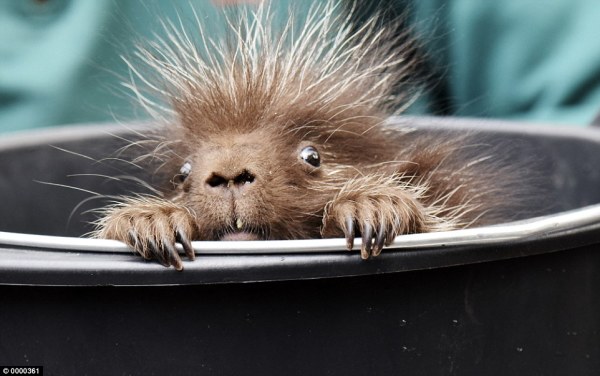 Kevin the Baby Porcupine Discovered by Zookeepers During Their Annual