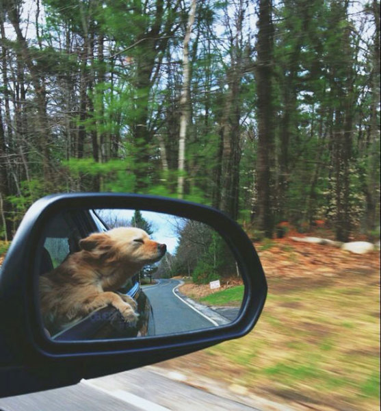 dog on journey
