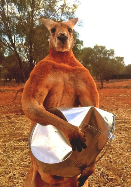 This Ripped Kangaroo Can Crush Metal Buckets Without Even Trying