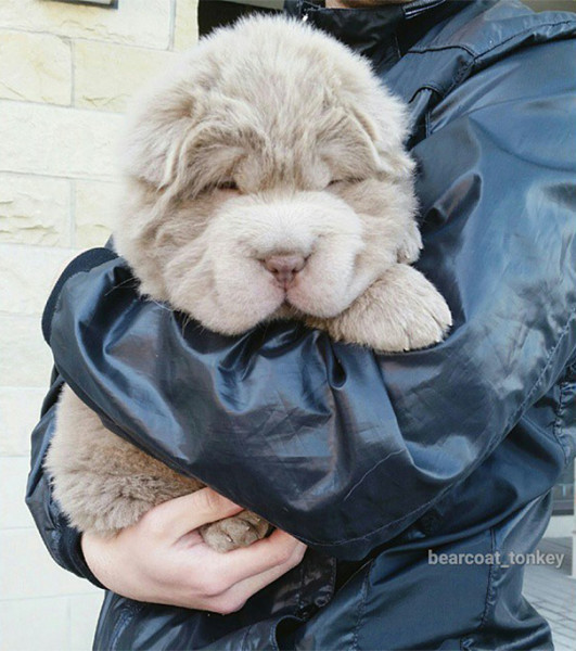 tonkey dog