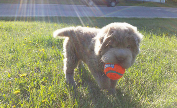 tonkey dog