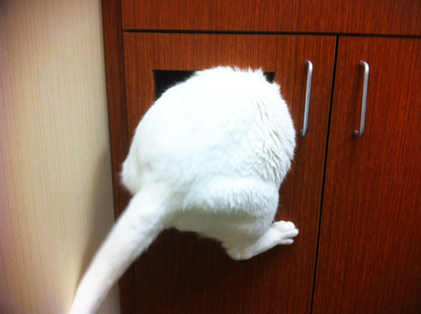 22 Terrified Cats That Have Just Realised They're Going to the Vets