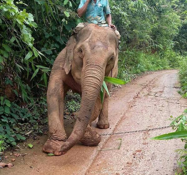 Abused Elephant Weeps as She Is Set Free from Chains for the First Time