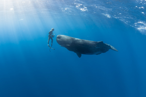 Striking Underwater Photos Capture the Beauty of Ocean Life