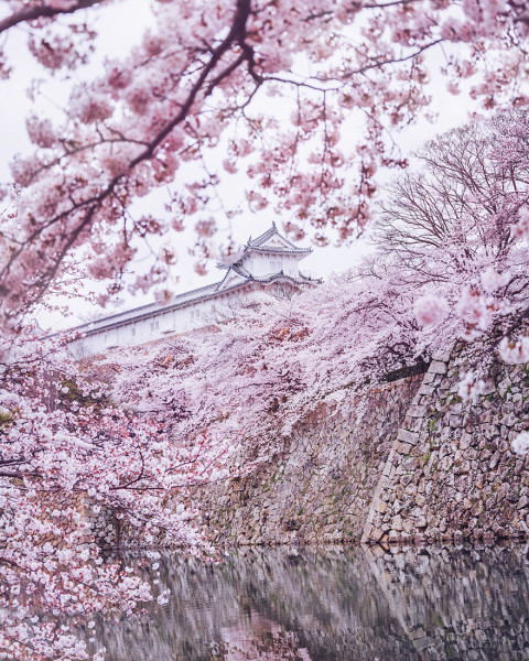 Photographer Takes a Trip to Japan During Spring, Captures Stunning ...