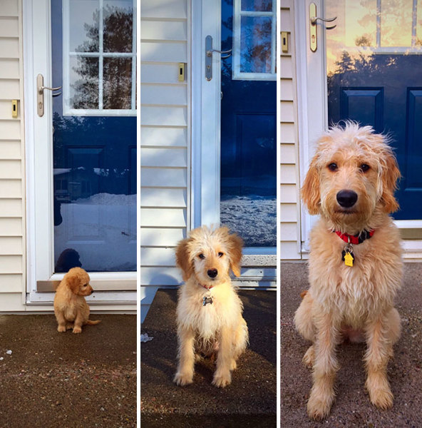 24 Adorable Before And After Photos Of Dogs That Have All Grown Up