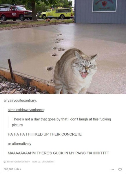 20 Cat Posts on Tumblr That Are Impossible Not to Laugh At