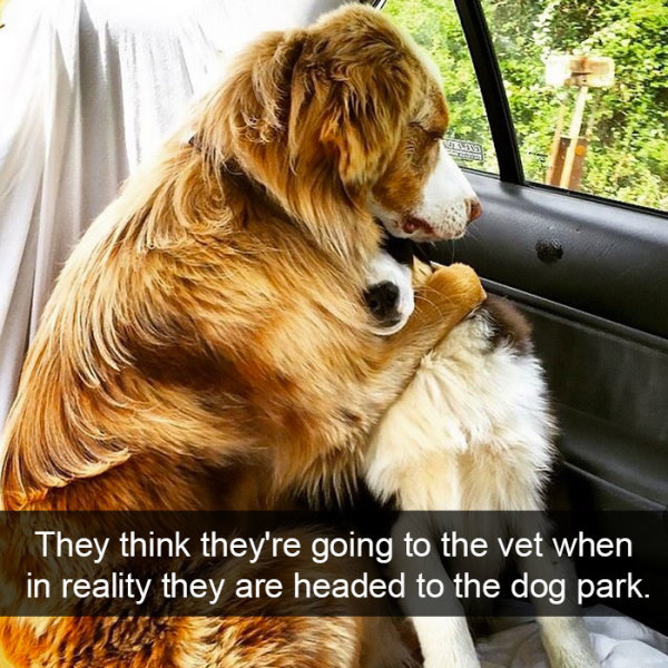 funny dog snapchats